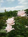 130701-3.jpg