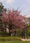 150417-1.jpg